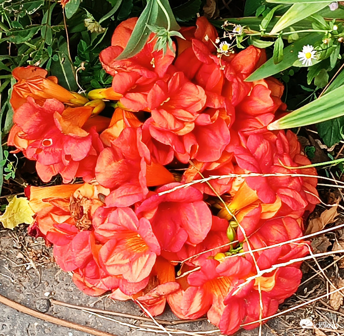 A földön heverve...