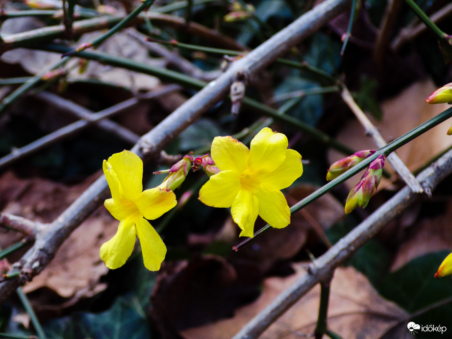 Téli jázmin