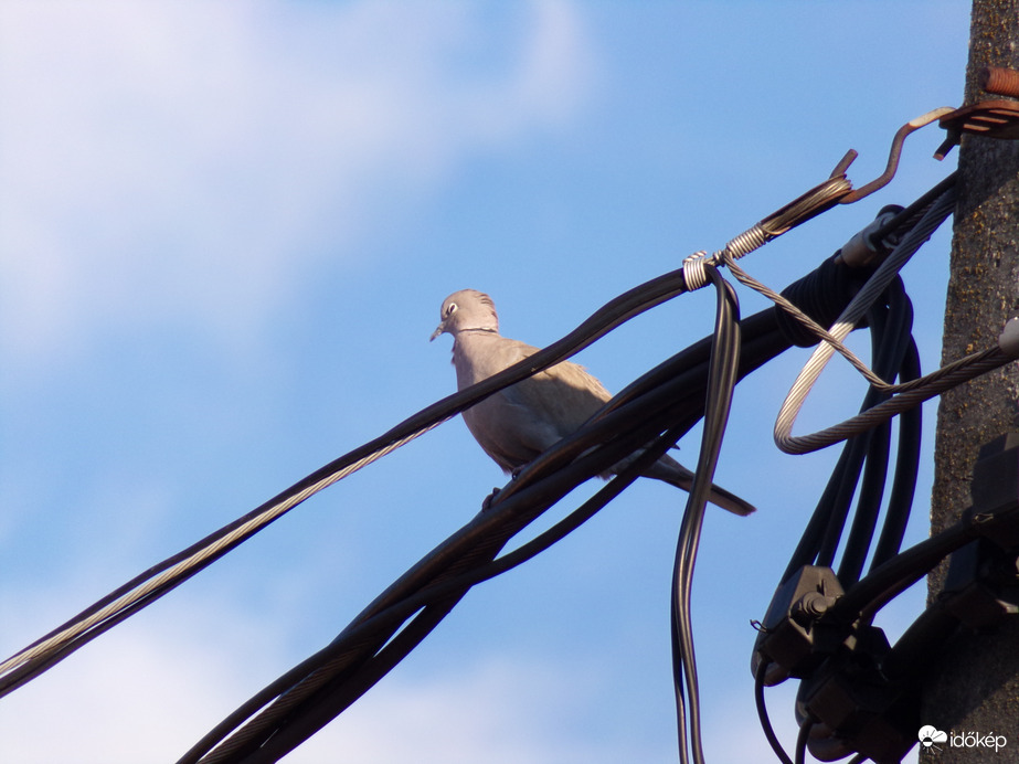 Élvezi a napsütést. :)
