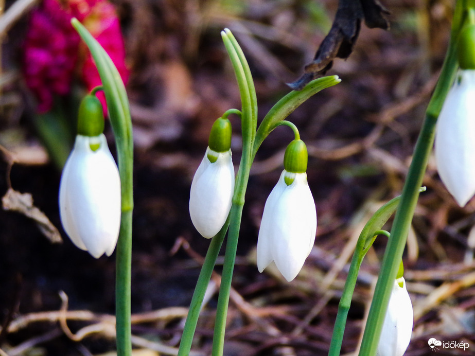 Februári szépségek