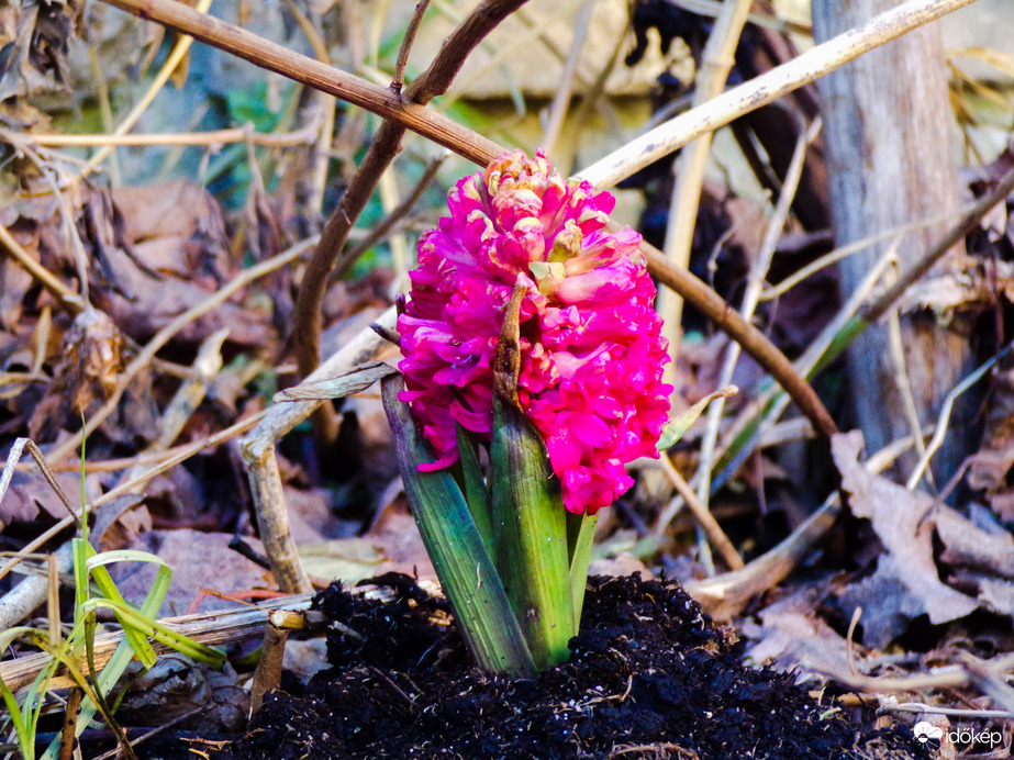 Egy csokor szépség.