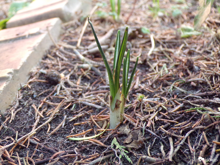 Hamarosan virágzik. :)