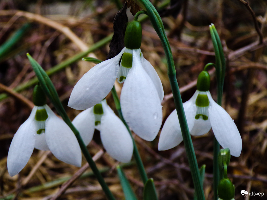 Esőben is szépek. :)