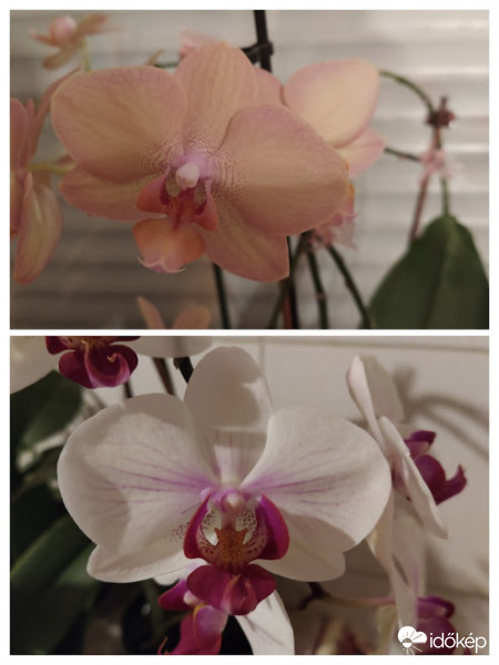 Orchideák