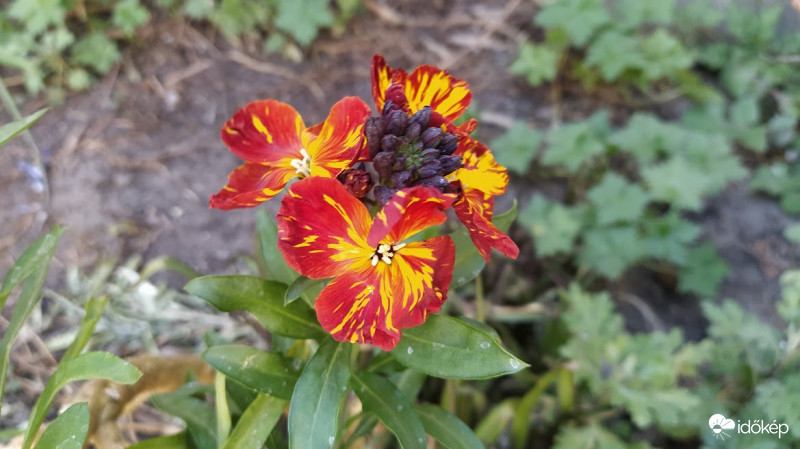 Viola