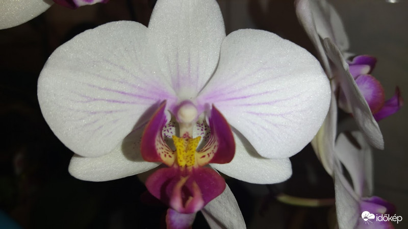 Orchidea