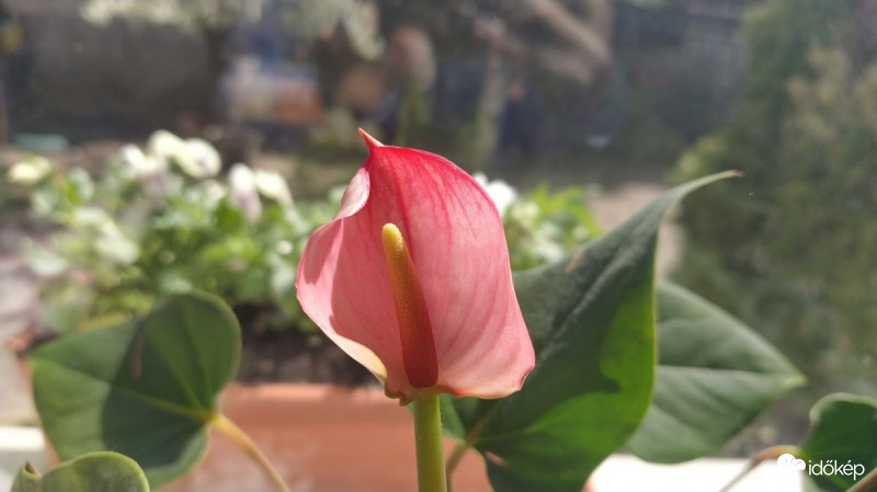 Flamingó virág