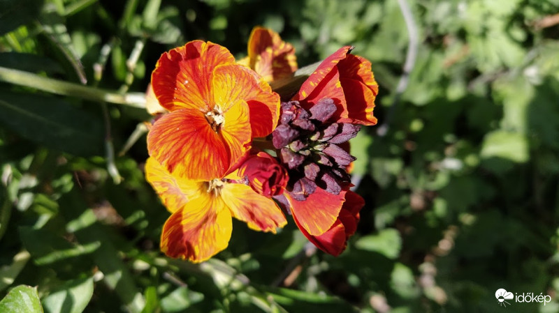 Viola