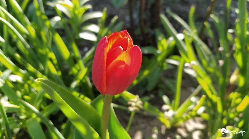 Tulipán