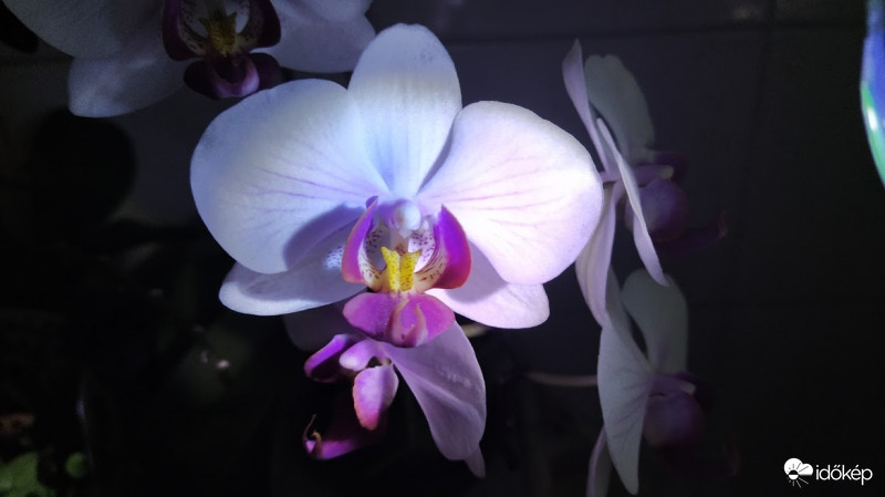 Orchidea