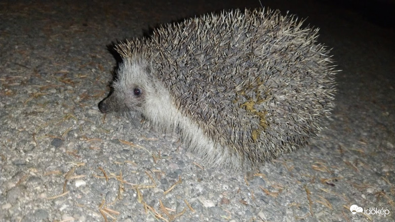 Süni