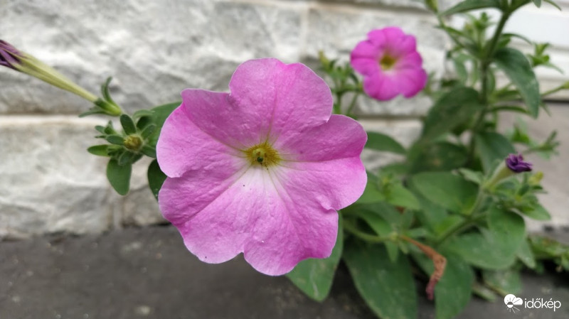 Petúnia 2