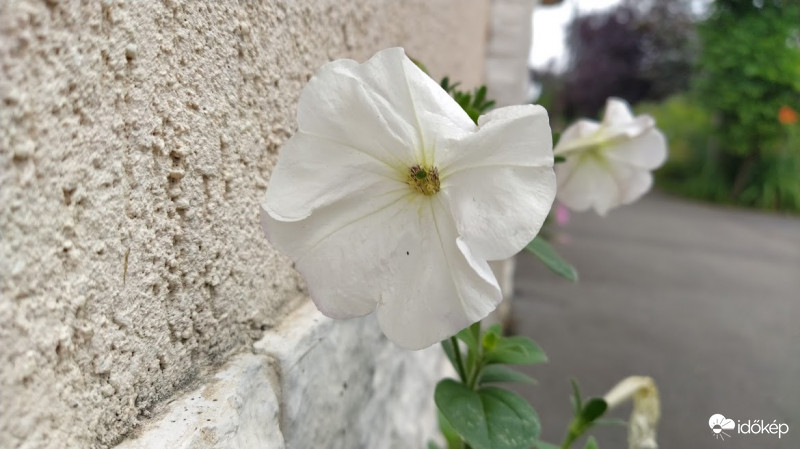 Petúnia