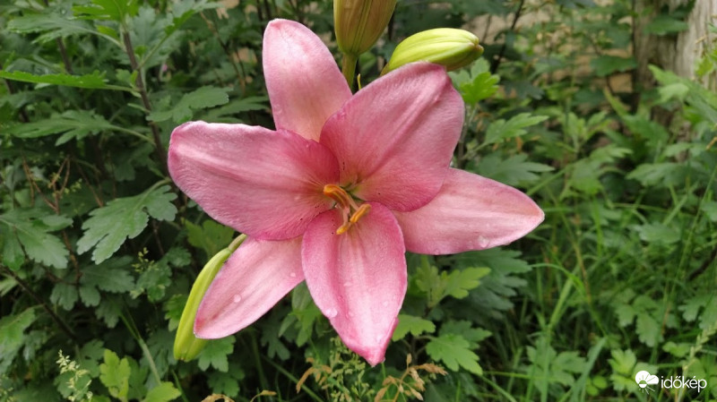 Liliom