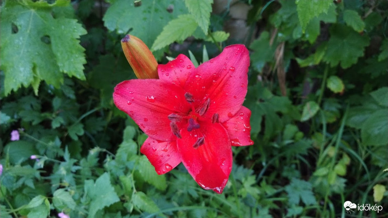 Liliom