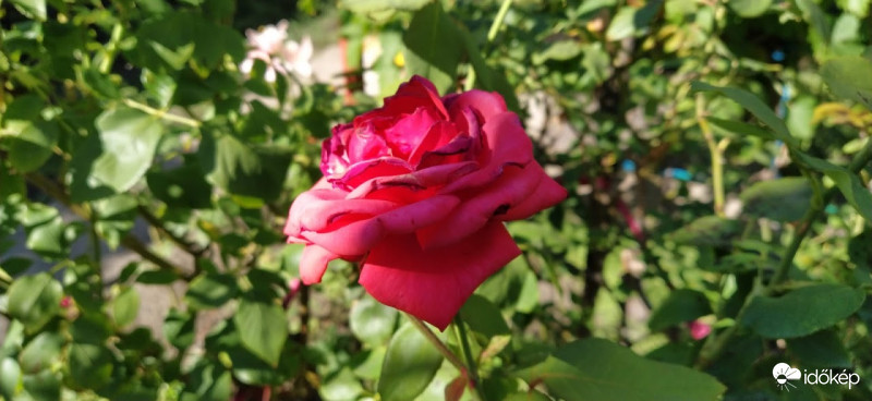 Rózsa