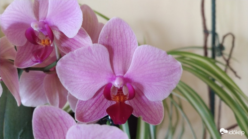 Orchidea