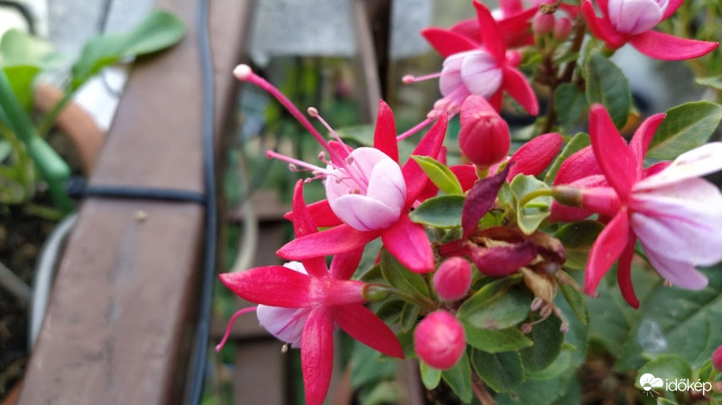 Fuxia