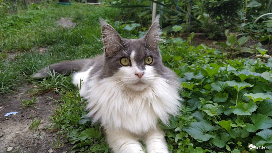 Macskák Világnapja 2022