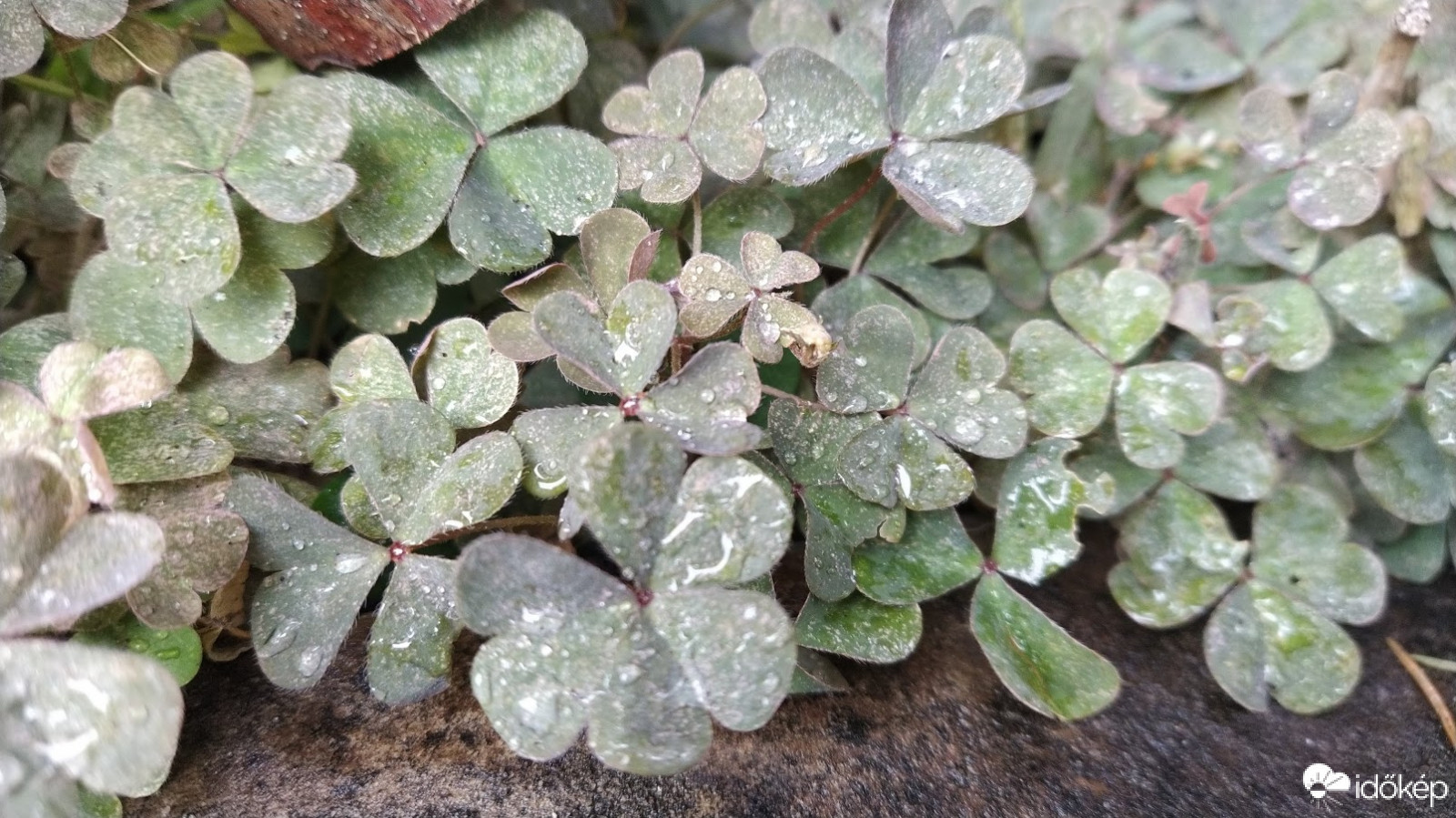 Gyenge eső, +9 °C