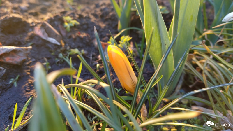 Sáfrány (krókusz)