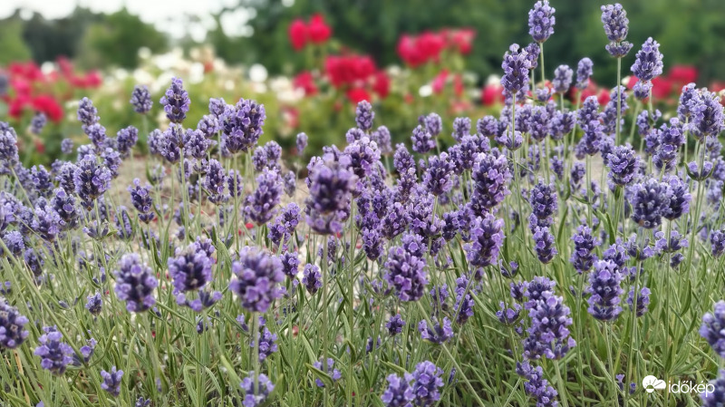 Széleslevelű levendula