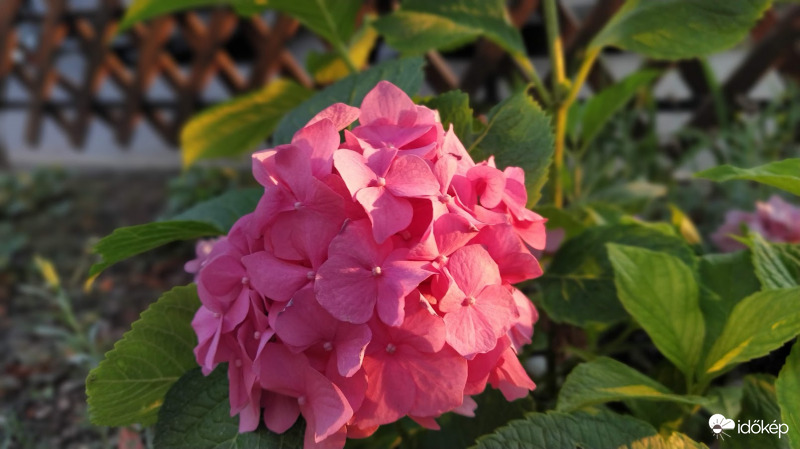 Kerti hortenzia