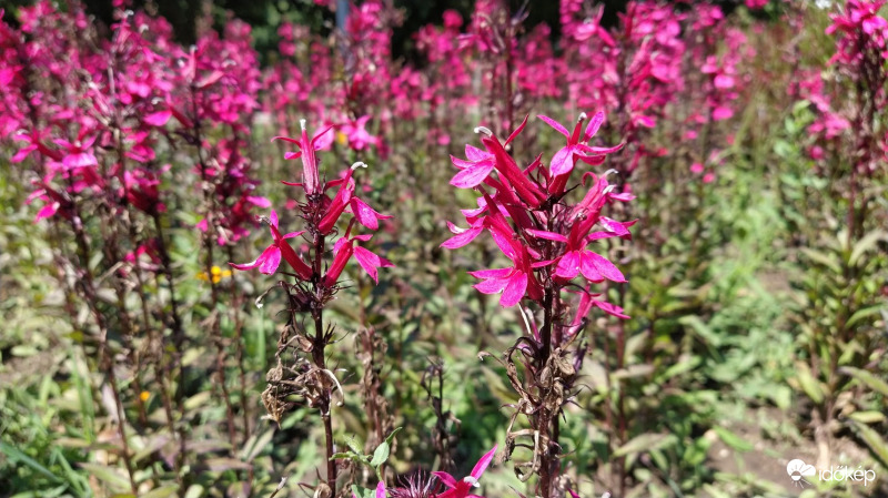 Kardinálisvirág (Lobélia)