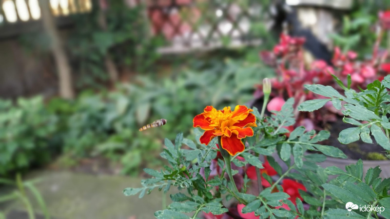 Zengőlégy és Bársonyvirág :)