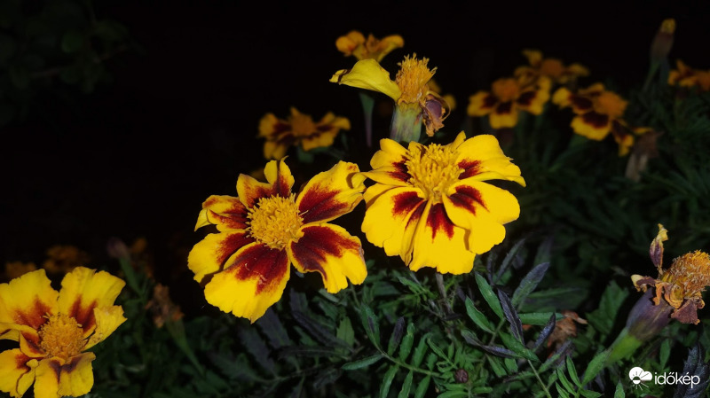 Bársonyvirág október végén - 1