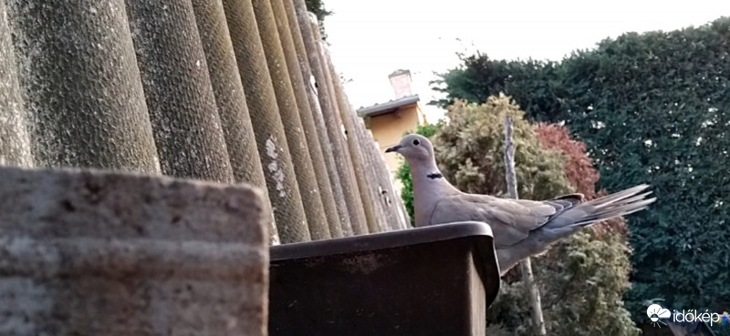 Gerle