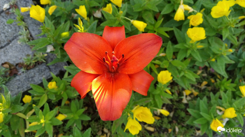 Liliom