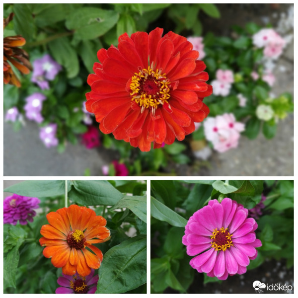 Rézvirág (Legényvirág)