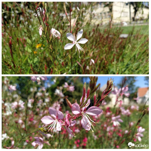 Évelő díszgyertya