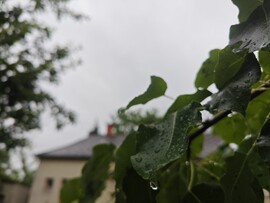 Apácatorna