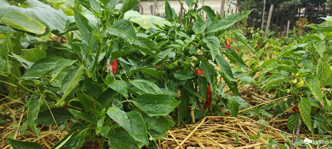 Apácatorna
