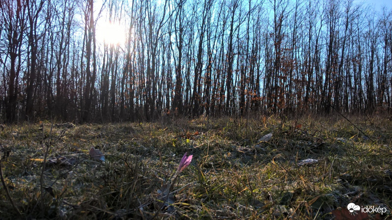 Román Sándor fotója