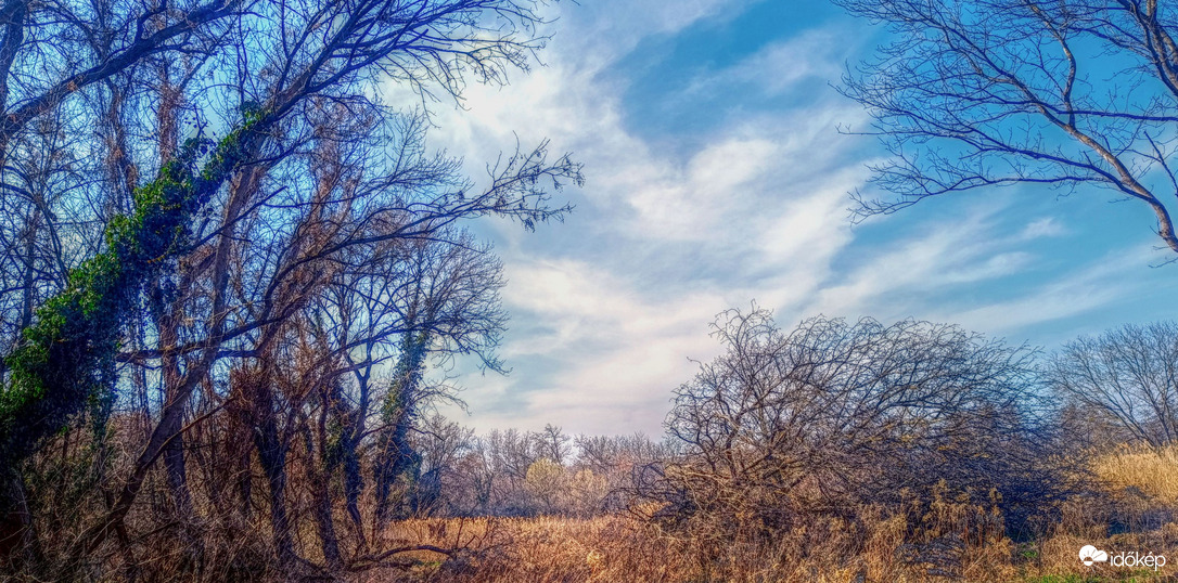 Fertő parti bozótos