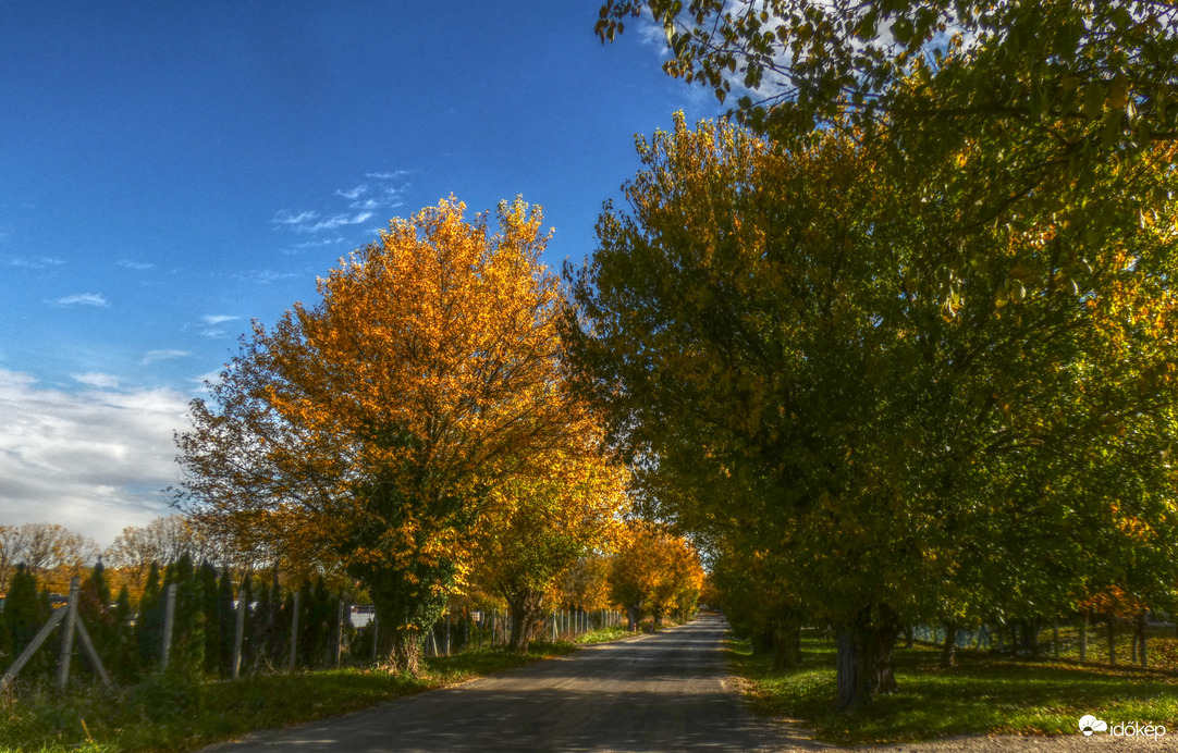 Szederfasor - ráadásul a Somfalvi úton 