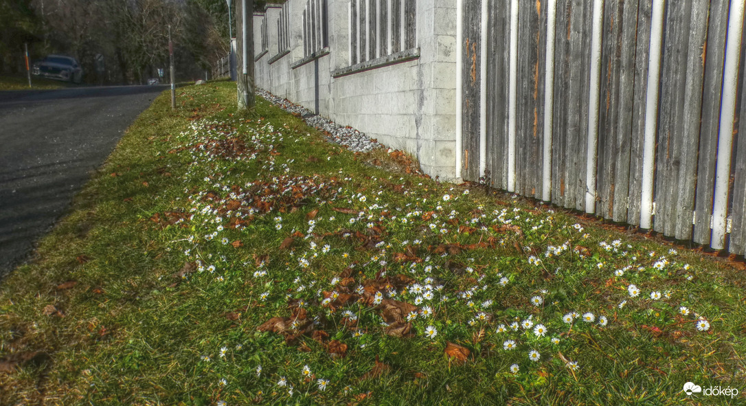 Nyílik  már a pipitér, Tavasz jön vagy Tél?