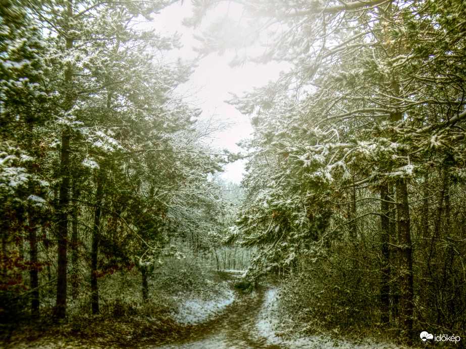 Dudles erdő - Sopronban