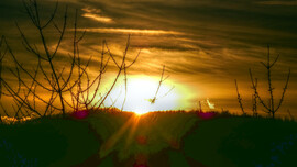 Naplemente az erdő felett