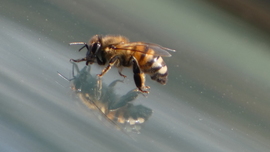 Korai MAJA és MÁSA