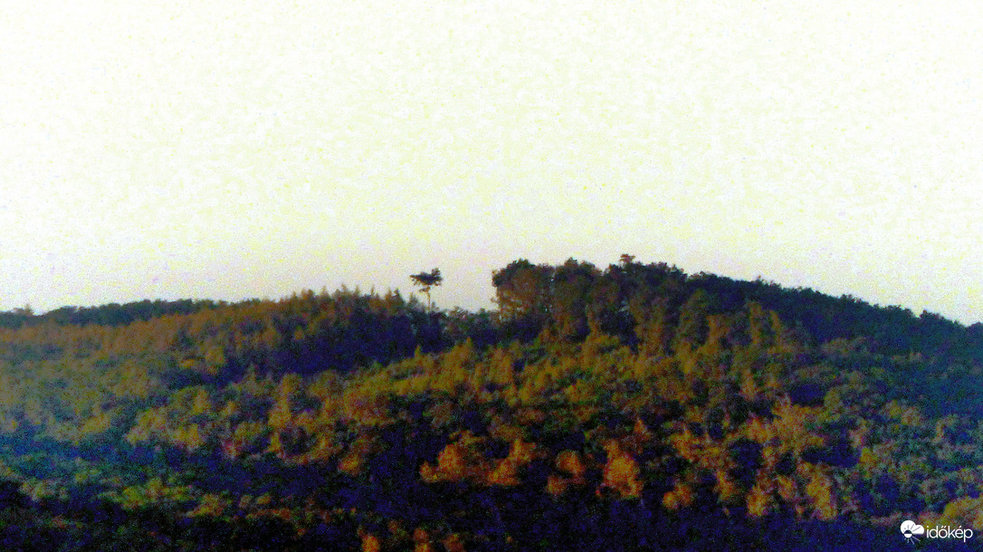 Az erdő "madara"