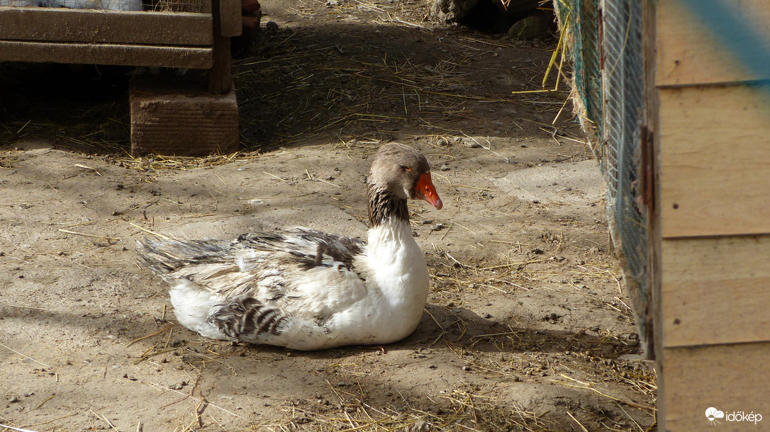 Háziőrizet