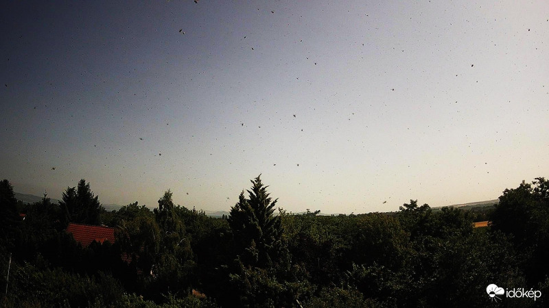 Méhinvázió kameraképen (2021.06.22. 9:44)