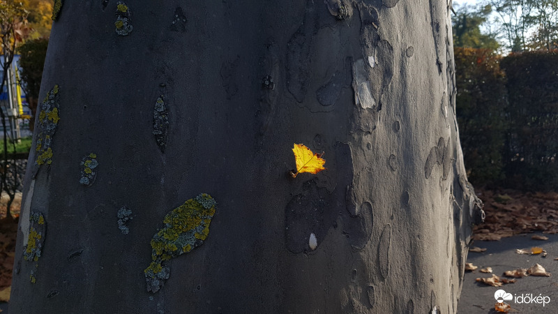 Balatonboglári platánsor törzsfőnök falevele.
