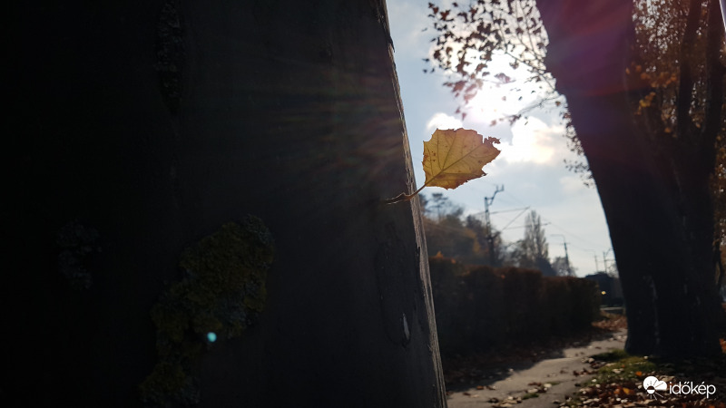 Balatonboglári platánsor törzsfőnök falevele.