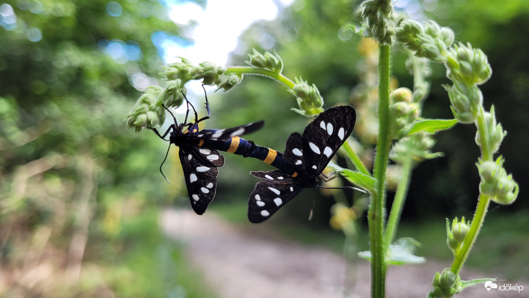 Párosodva szép az élet