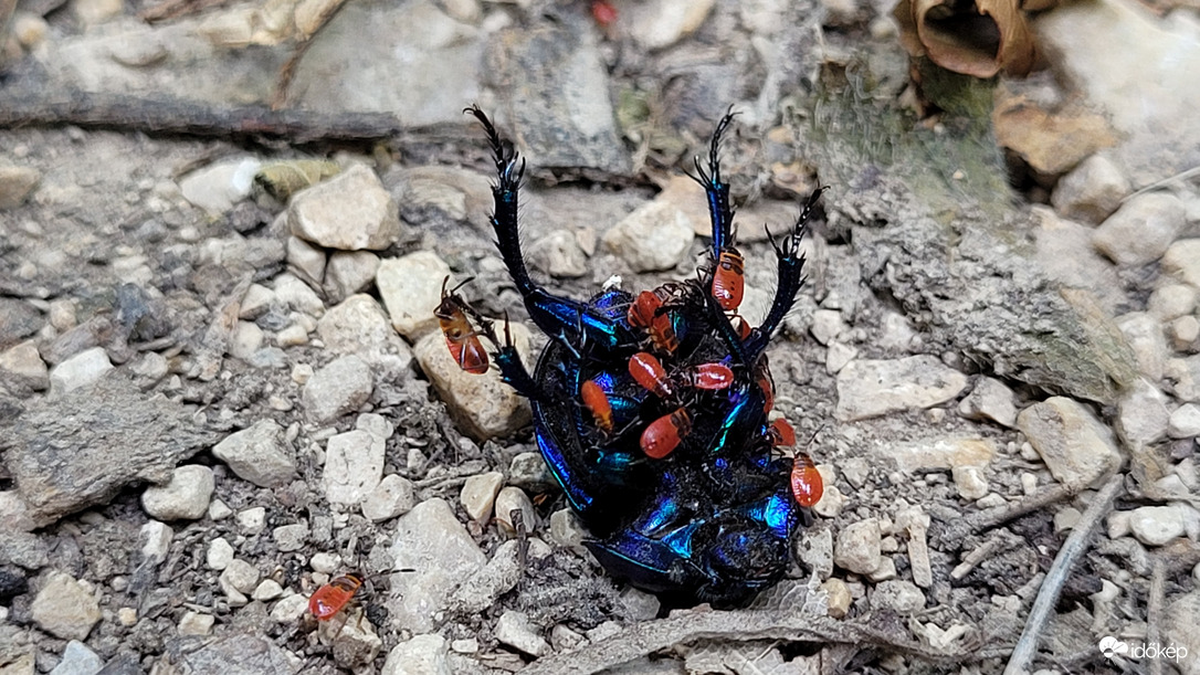 Ganajt túrtam, porrá leszek...